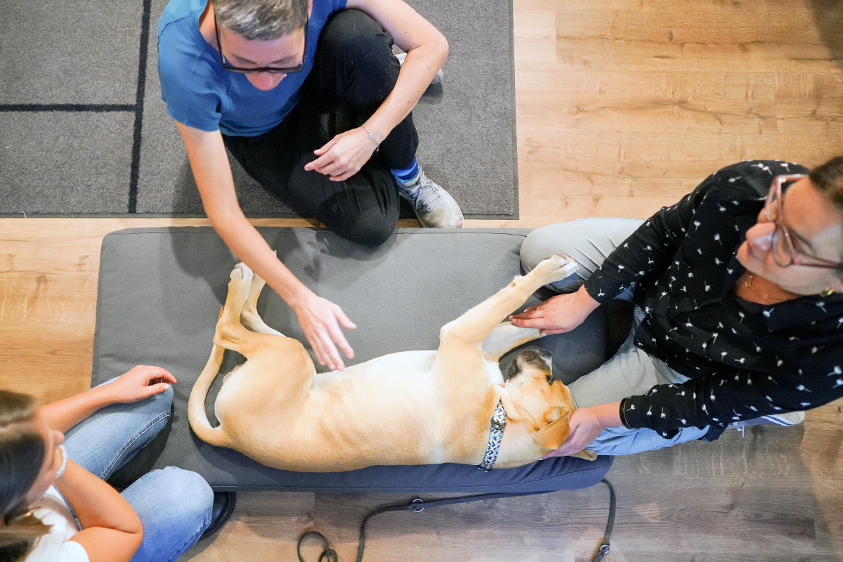 Pudelwohl & Mopsfidel – alles Gute rund ums Tier. Das Fachgeschäft für Hunde & Katzen in Weimar / Thüringen. Kurse für Hundebesitzer aus Weimar, Jena und Erfurt (Erste Hilfe, Hundemassage etc.)