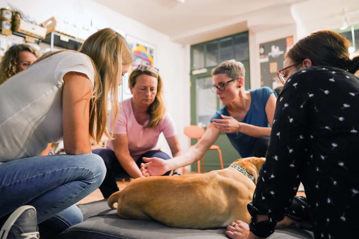 Pudelwohl & Mopsfidel – alles Gute rund ums Tier. Das Fachgeschäft für Hunde & Katzen in Weimar / Thüringen. Kurse für Hundebesitzer aus Weimar, Jena und Erfurt (Erste Hilfe, Hundemassage etc.)