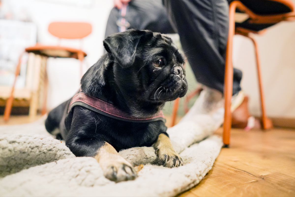 Pudelwohl & Mopsfidel – alles Gute rund ums Tier. Das Fachgeschäft für Hunde & Katzen in Weimar / Thüringen. Kurse für Hundebesitzer aus Weimar, Jena und Erfurt (Erste Hilfe, Hundemassage etc.)