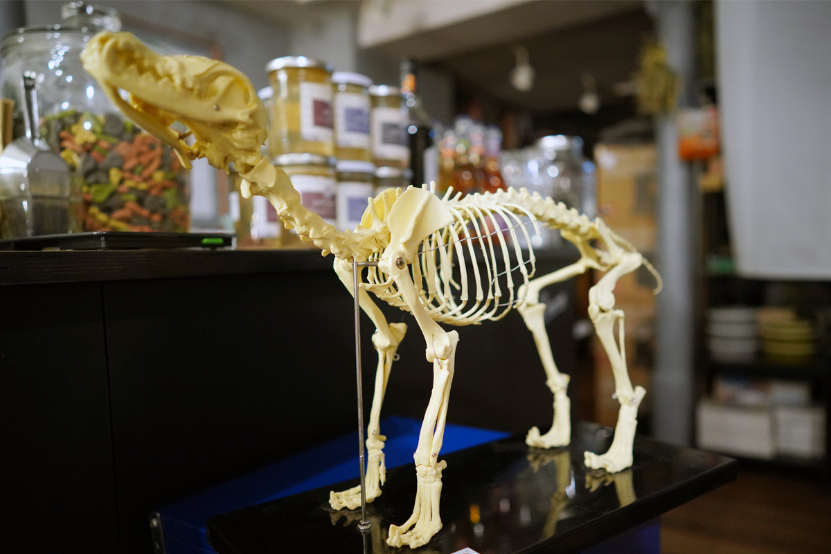 Pudelwohl & Mopsfidel – alles Gute rund ums Tier. Das Fachgeschäft für Hunde & Katzen in Weimar / Thüringen. Kurse für Hundebesitzer aus Weimar, Jena und Erfurt (Erste Hilfe, Hundemassage etc.)