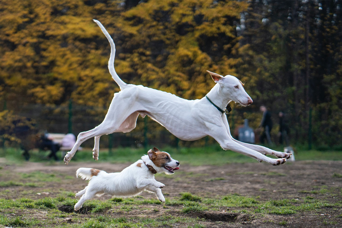 pudelwohl & mopsfidel weimar - kurs fuer hundebesitzer / verhalten und körpersprache