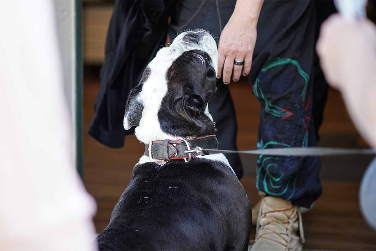 Pudelwohl & Mopsfidel – alles Gute rund ums Tier: Futter, Pflegeprodukte, Zubehör, Spielzeug und vieles mehr im Fachgeschäft für Hunde & Katzen in Weimar / Thüringen.