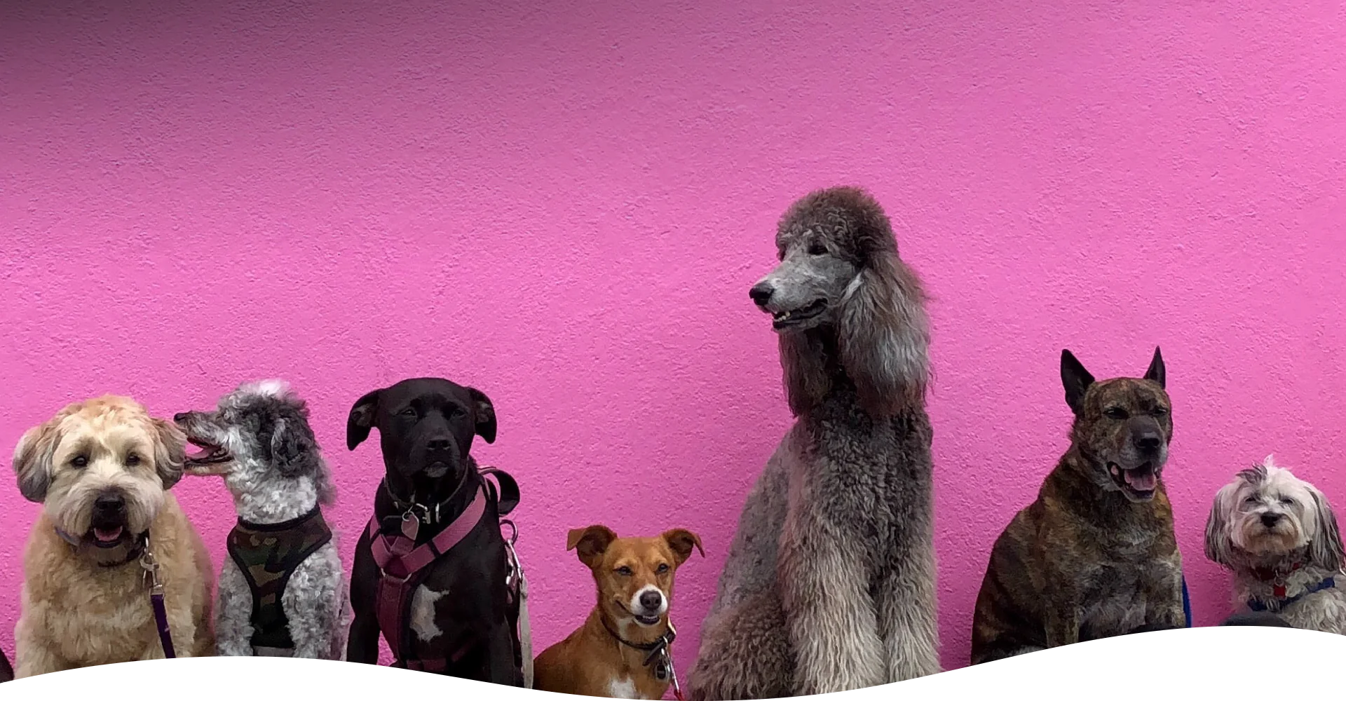 Pudelwohl & Mopsfidel – alles Gute rund ums Tier: Futter, Pflegeprodukte, Zubehör, Spielzeug und vieles mehr im Fachgeschäft für Hunde & Katzen in Weimar / Thüringen.