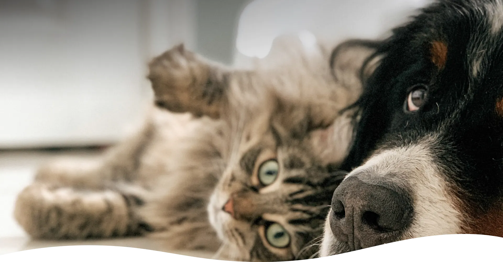 Pudelwohl & Mopsfidel – alles Gute rund ums Tier: Futter, Pflegeprodukte, Zubehör, Spielzeug und vieles mehr im Fachgeschäft für Hunde & Katzen in Weimar / Thüringen.