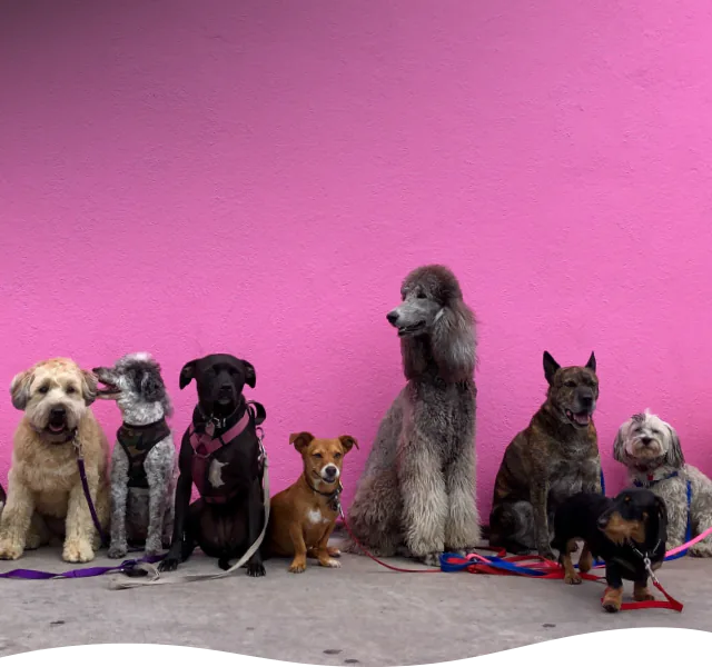 Pudelwohl & Mopsfidel – alles Gute rund ums Tier: Futter, Pflegeprodukte, Zubehör, Spielzeug und vieles mehr im Fachgeschäft für Hunde & Katzen in Weimar / Thüringen.