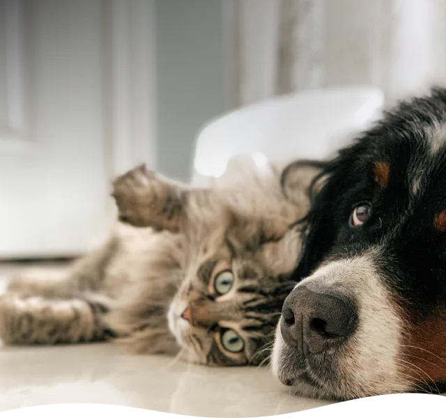 Pudelwohl & Mopsfidel – alles Gute rund ums Tier: Futter, Pflegeprodukte, Zubehör, Spielzeug und vieles mehr im Fachgeschäft für Hunde & Katzen in Weimar / Thüringen.